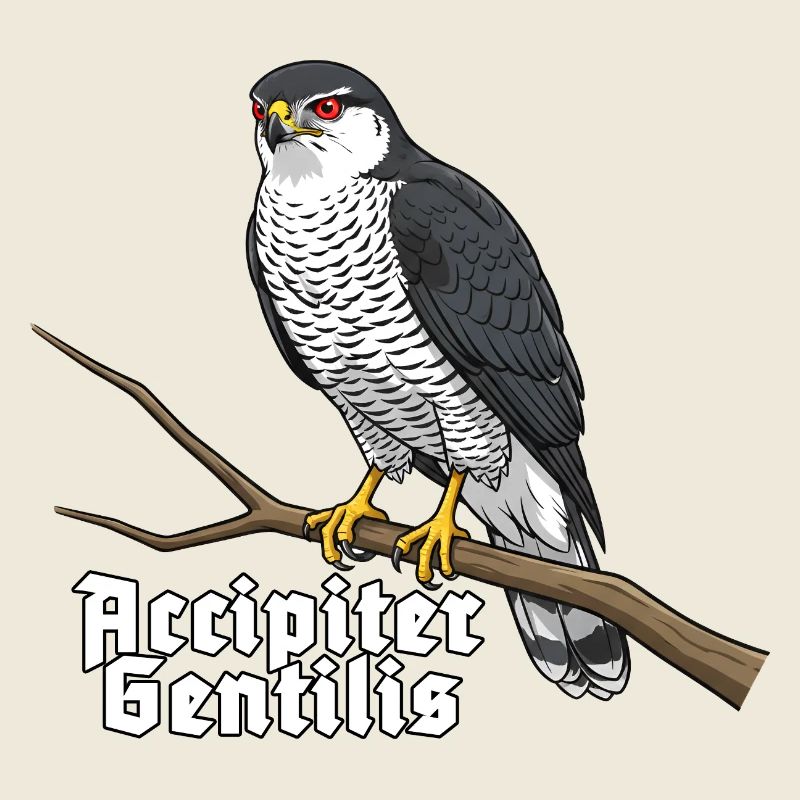 Habicht Accipiter Gentilis Greifvogel