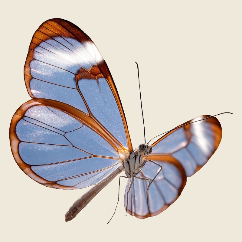 Conception transparente papillon Glasswing