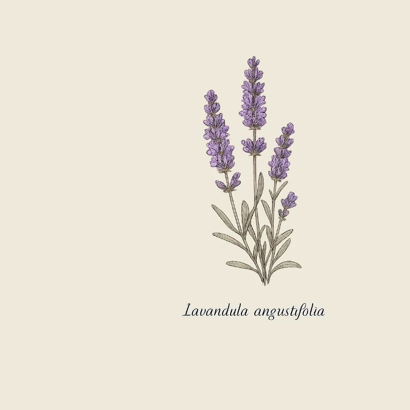 Lavender Botanical Illustration