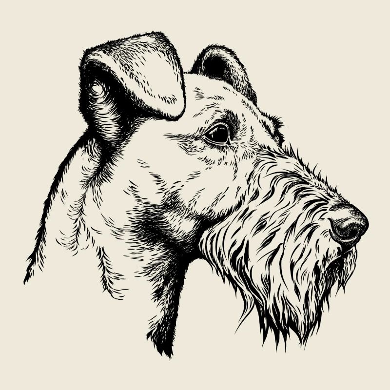Portrait de Terrier Irlandais