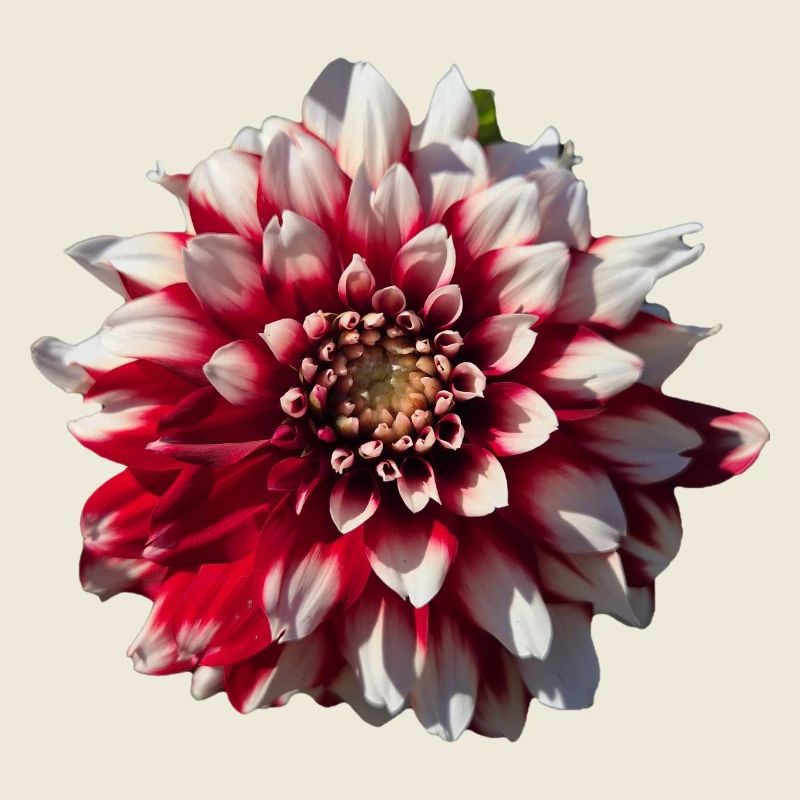 Dahlia rouge blanc