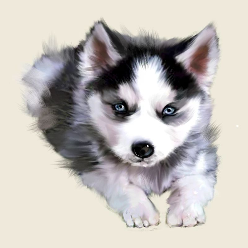 Chien, husky