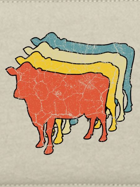 Cow Cows