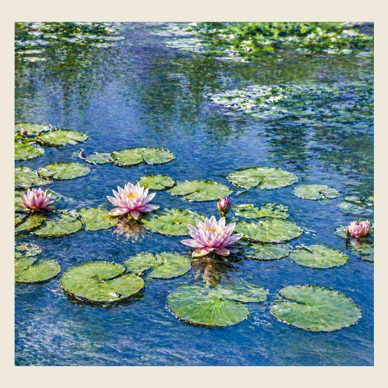 Lilien auf einem blauen Teich