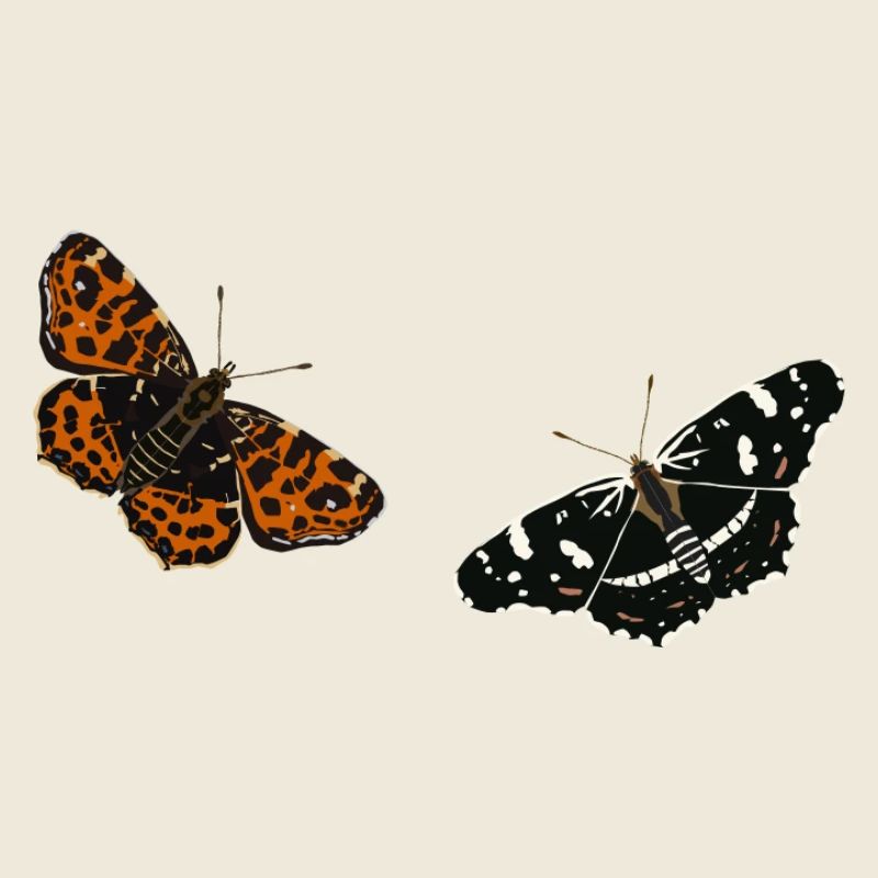 Schmetterlinge: Das Landkärtchen