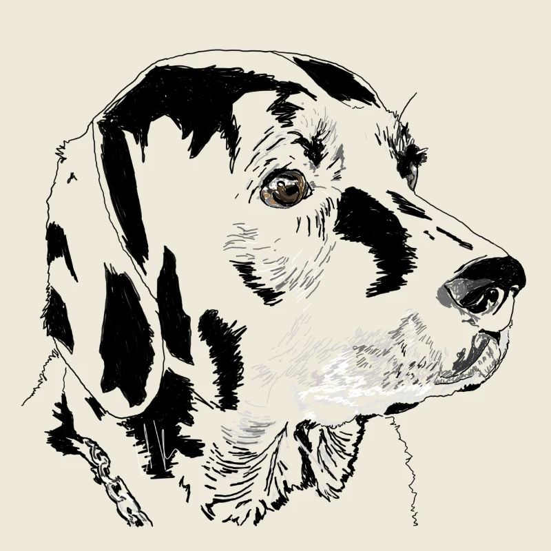 Labrador
