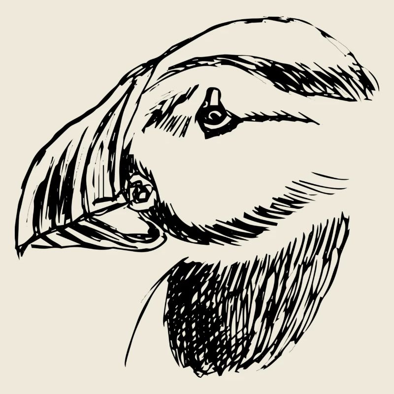 Oiseau macareux dessiné à la main