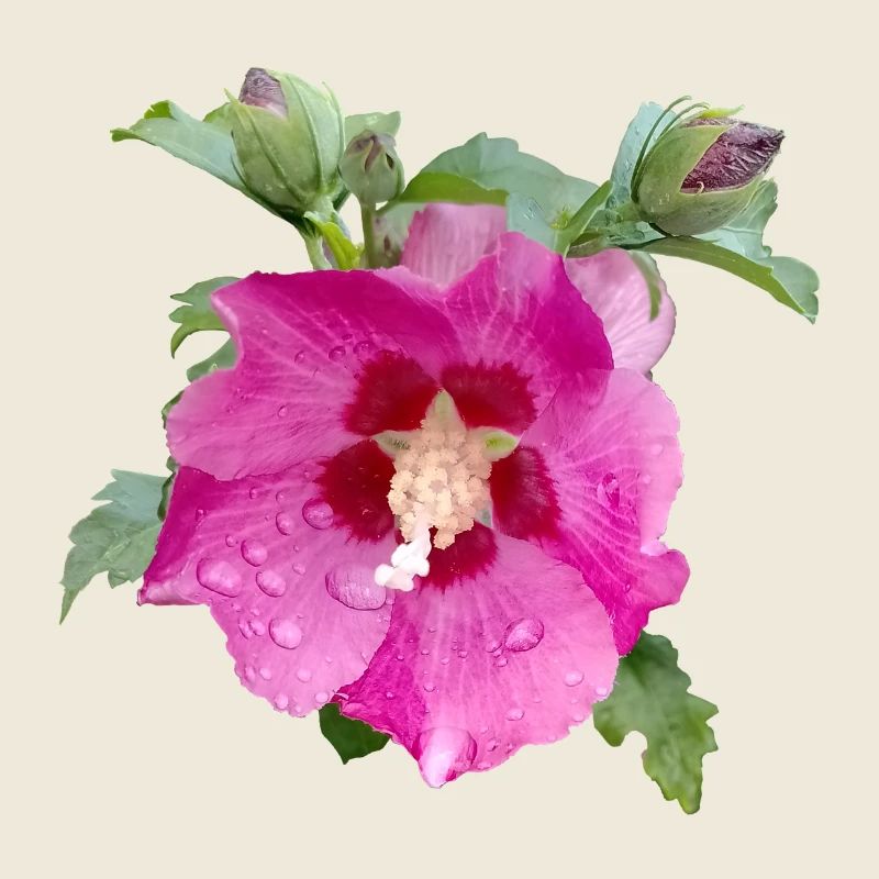 PINK HIBISCUS
