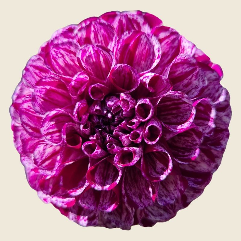 Dahlia pourpre