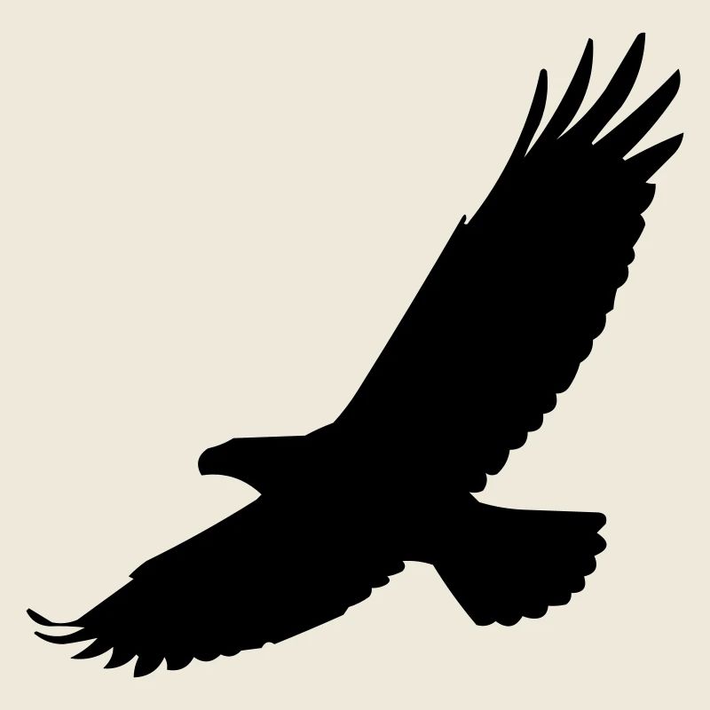 Falke im Flug