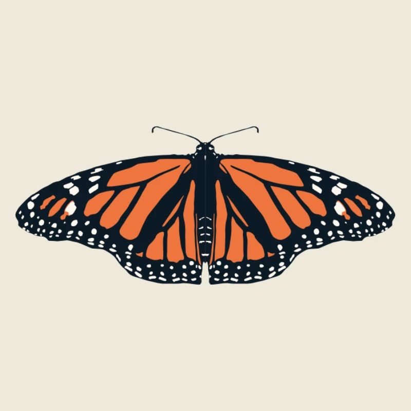 Papillons : Le papillon monarque