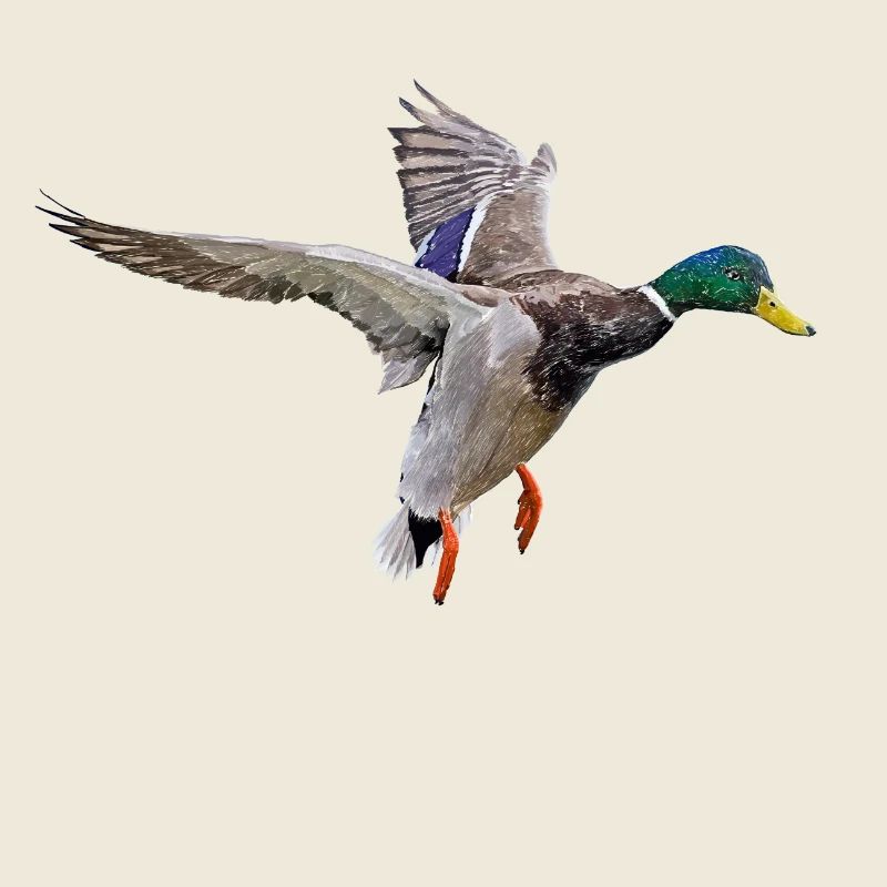 Duck