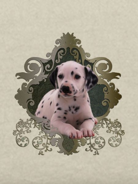 Dalmatien mignon