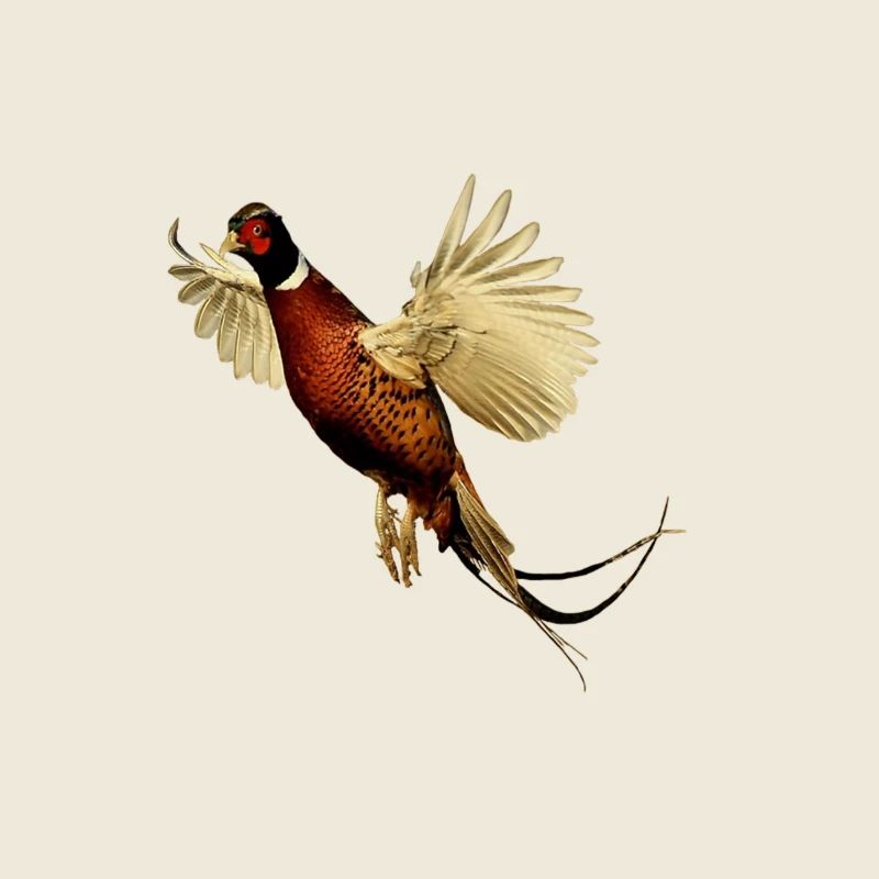 Faisan chemise cadeau oiseau nature animal nectar