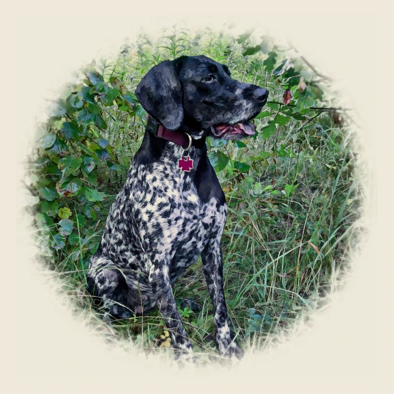 Hound Dog German Shorthaired Pointer
