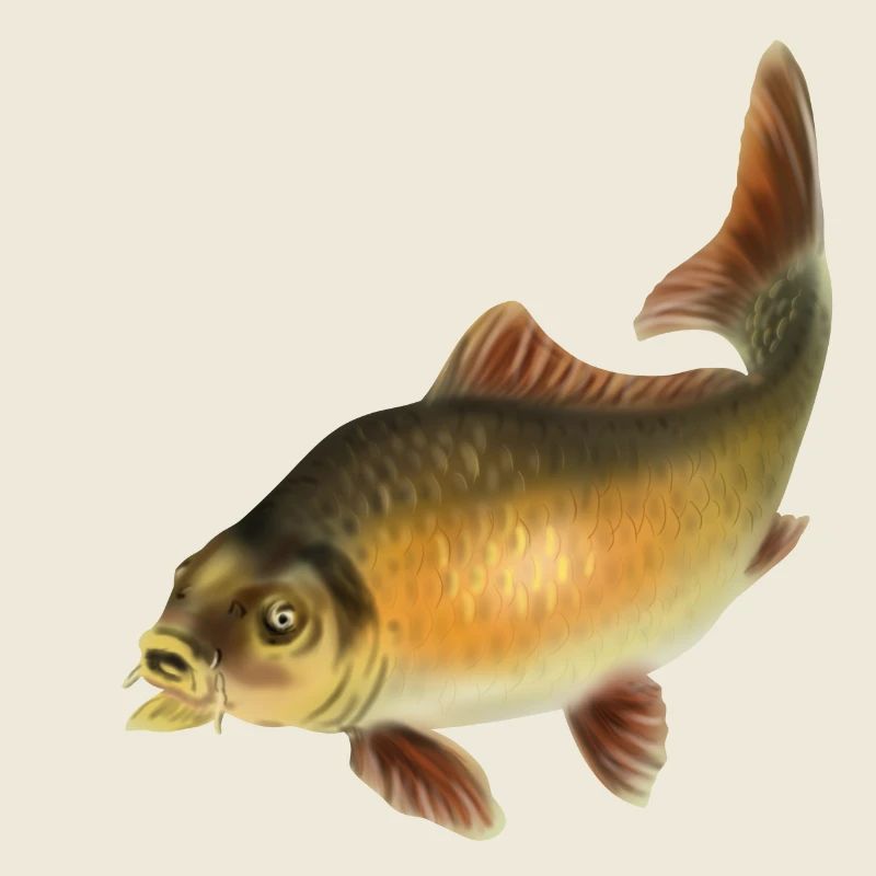 carp