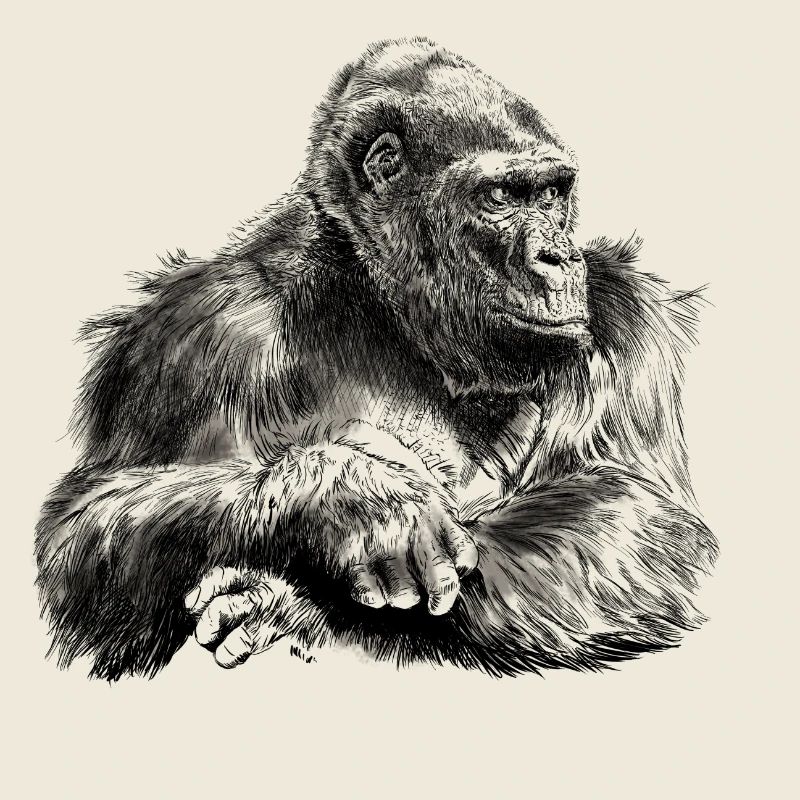 gorilla