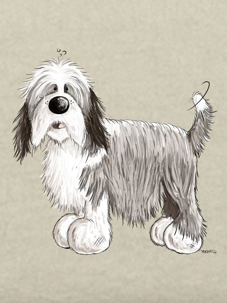 Bearded Collie