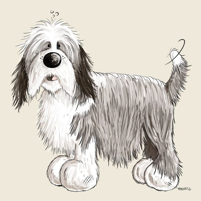 The Bearded Collie