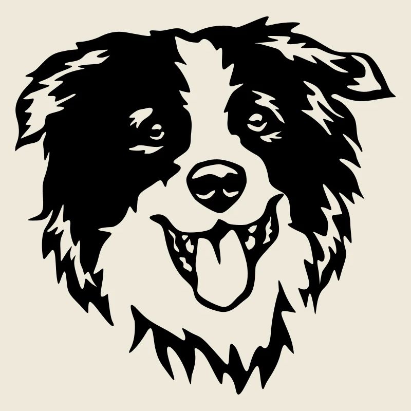 Border Collie head