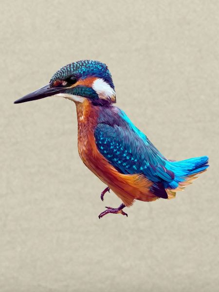 Eisvogel
