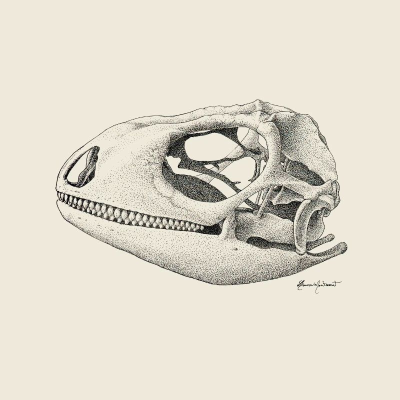 Teiú Lizard Skull - Ink