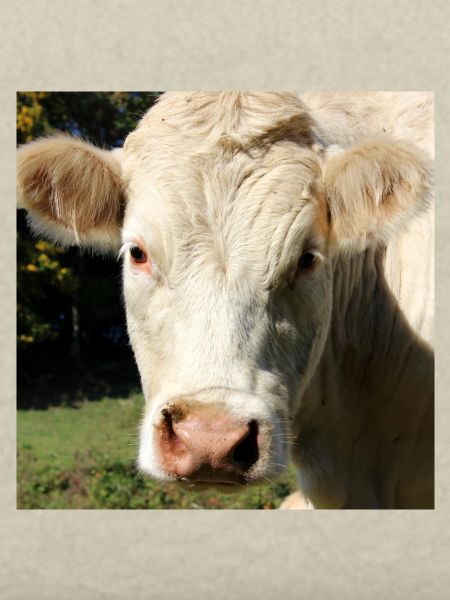 Affiche vache