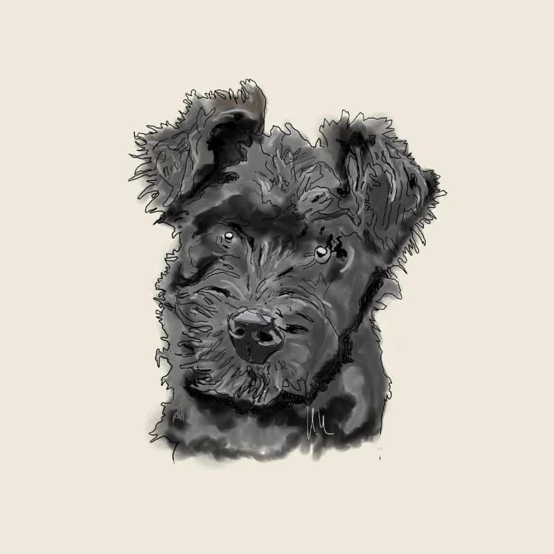 Pumi