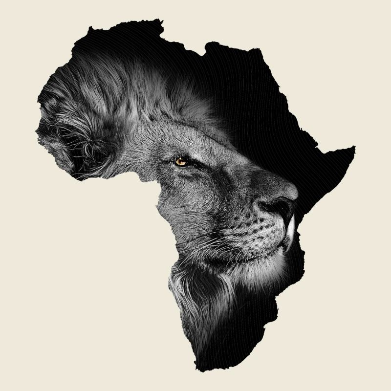 continent afrique lion