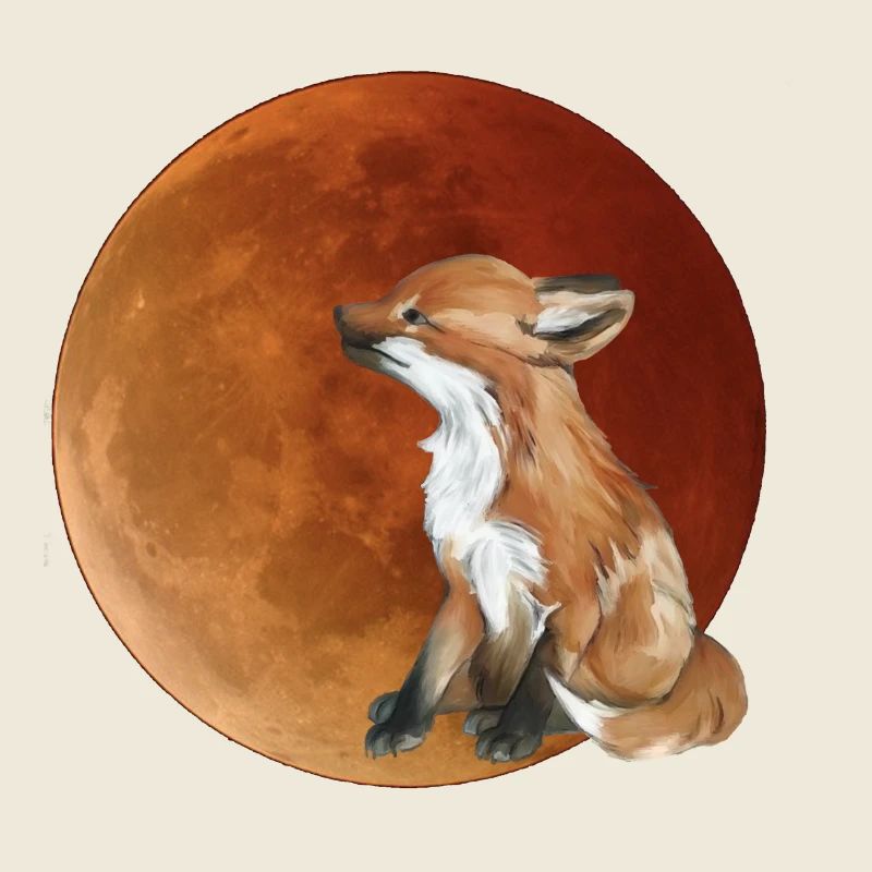 Renard lunaire dans la lumière du soir