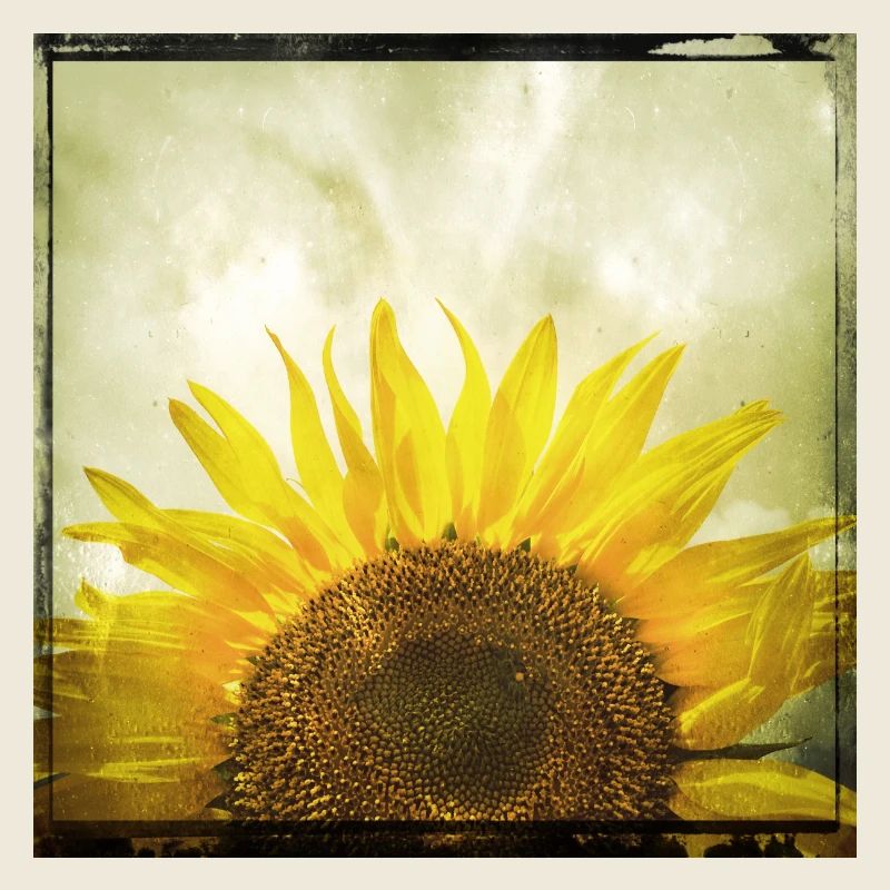 Halbe Sonnenblume