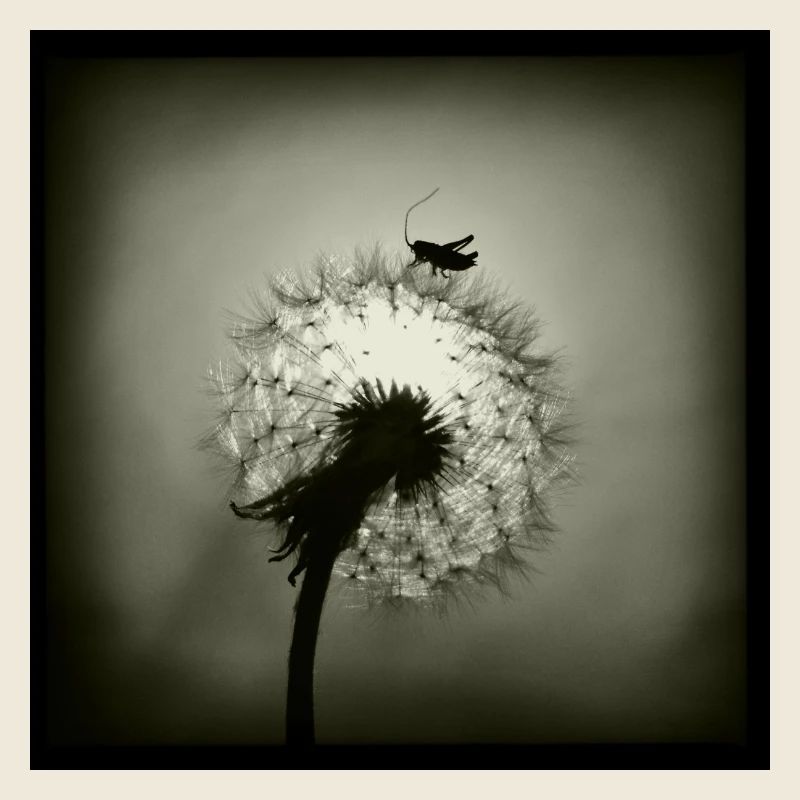 Tiny Planet