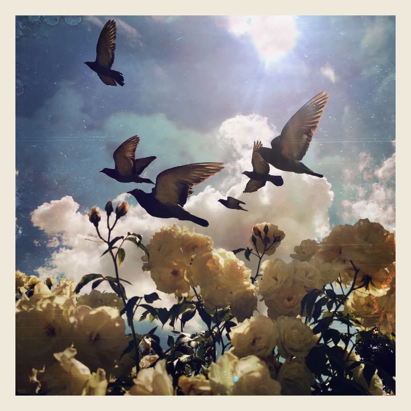 Migration des oiseaux sur les pétales de rose