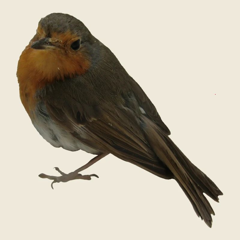 Rotkehlchen
