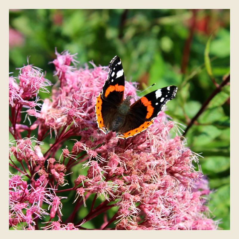 Schmetterlinge