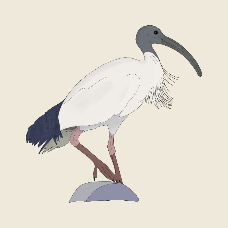 Ibis Bin Bird