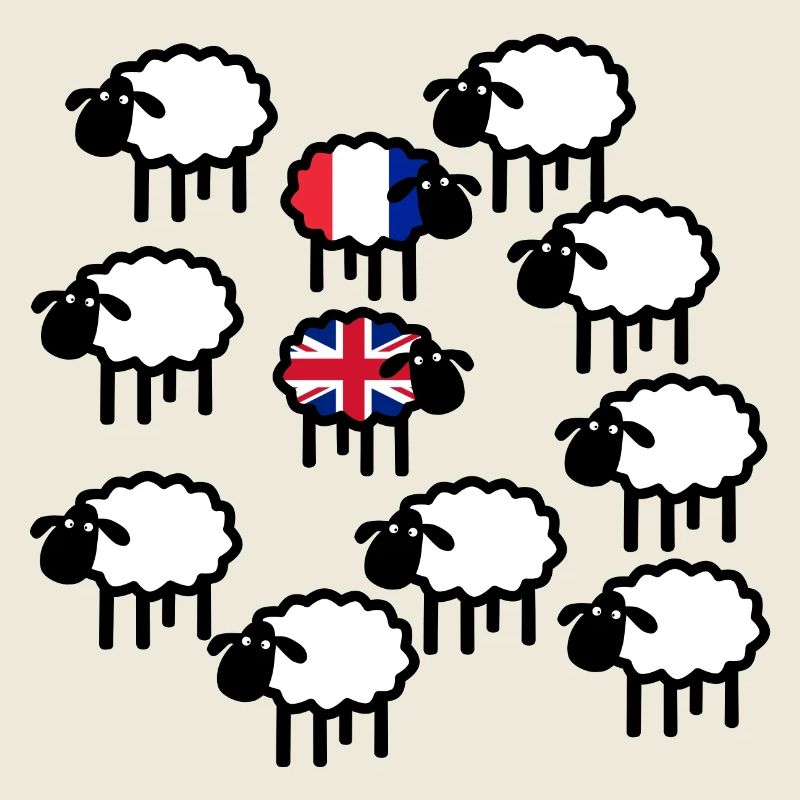 French and British sheep