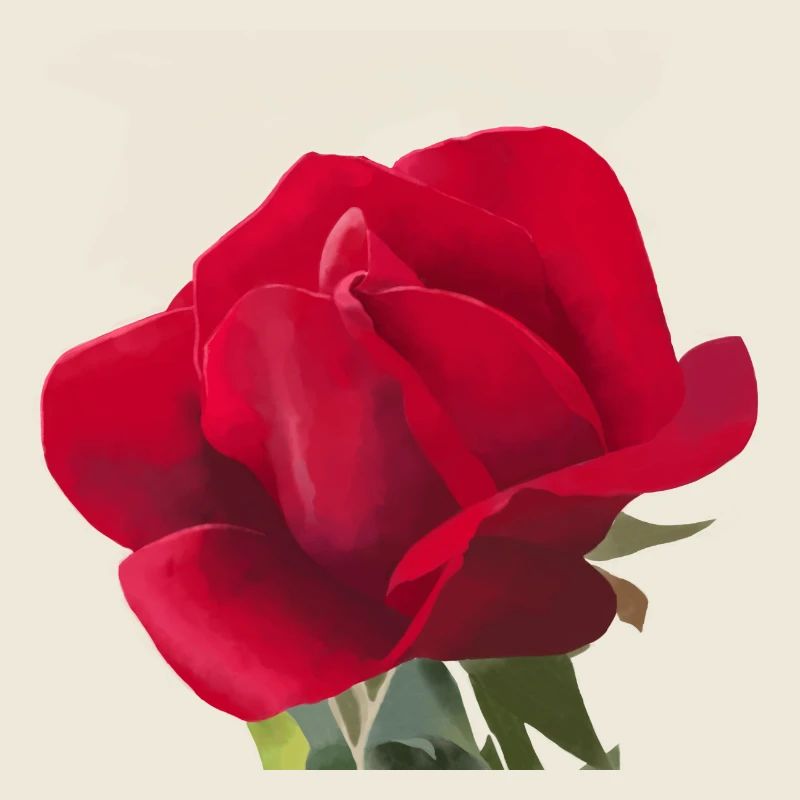 Rose rouge - Aquarelle