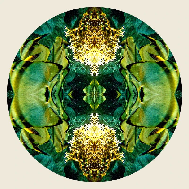 Nature Mandala Red Sea under water