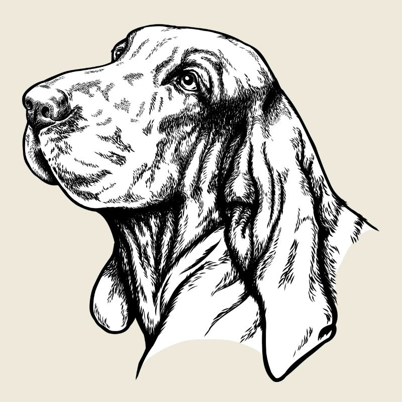 Bracco Italiano Portrait