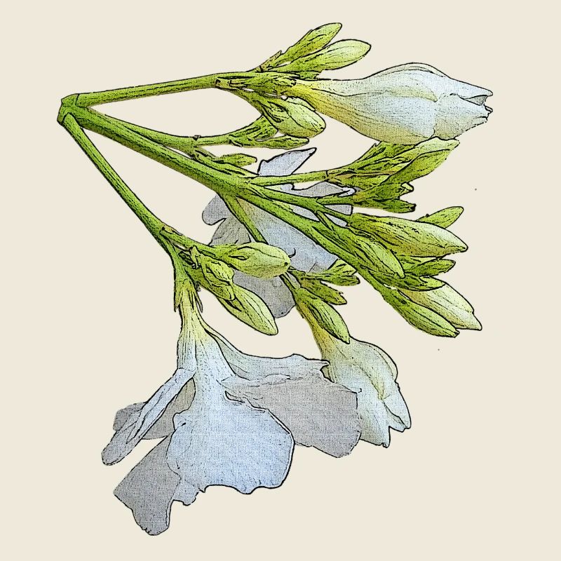 olianderblume, blütenzweig, Geschenkidee frau