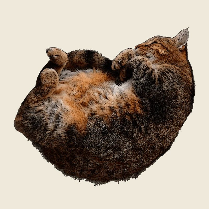 entspannte Katze, tabby motive