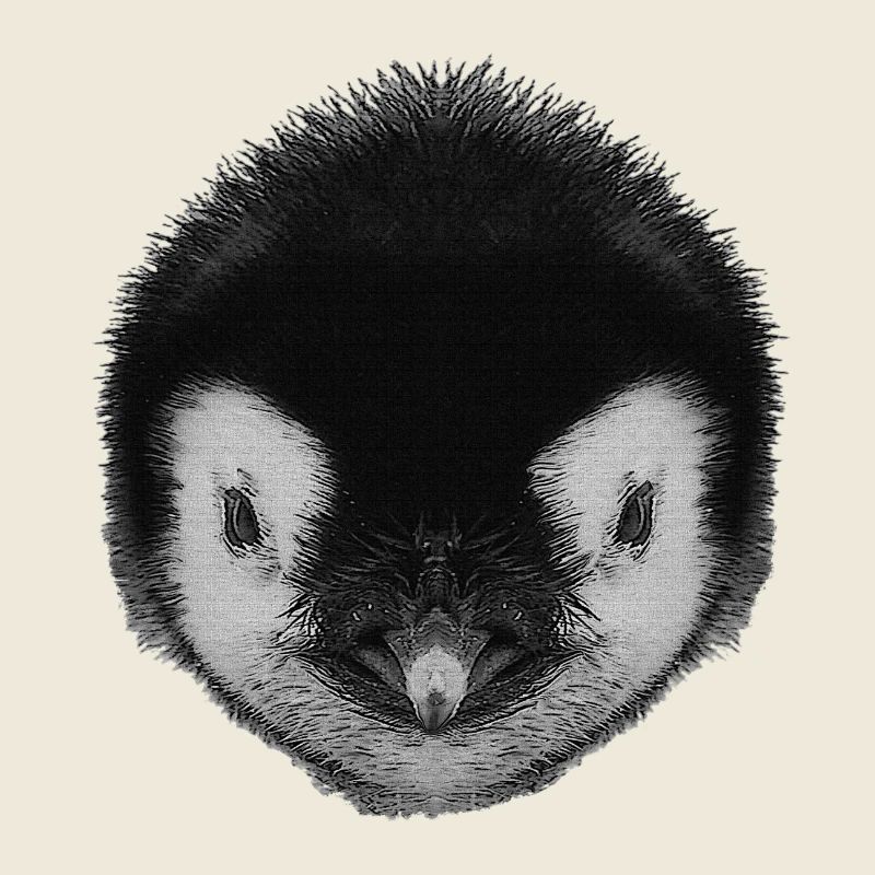 pinguinbaby, tiergesicht