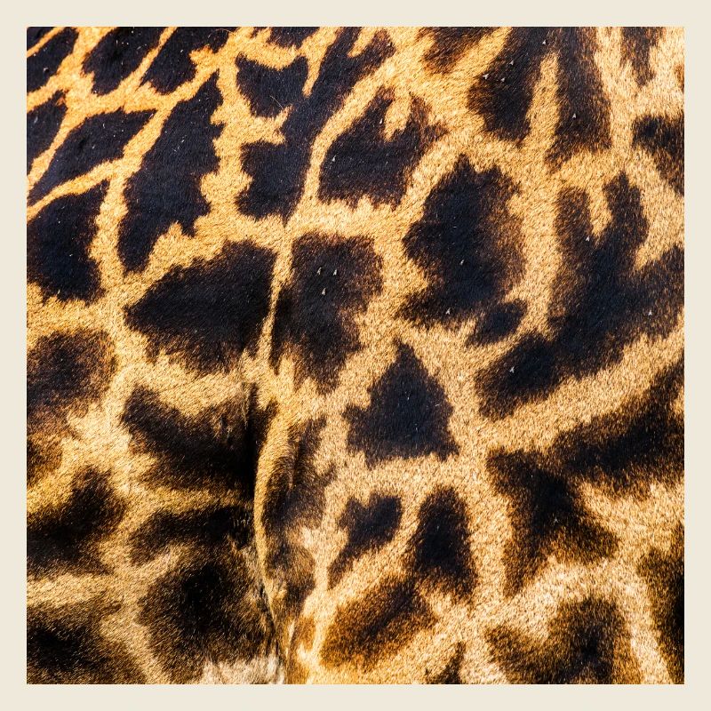 SAFARI