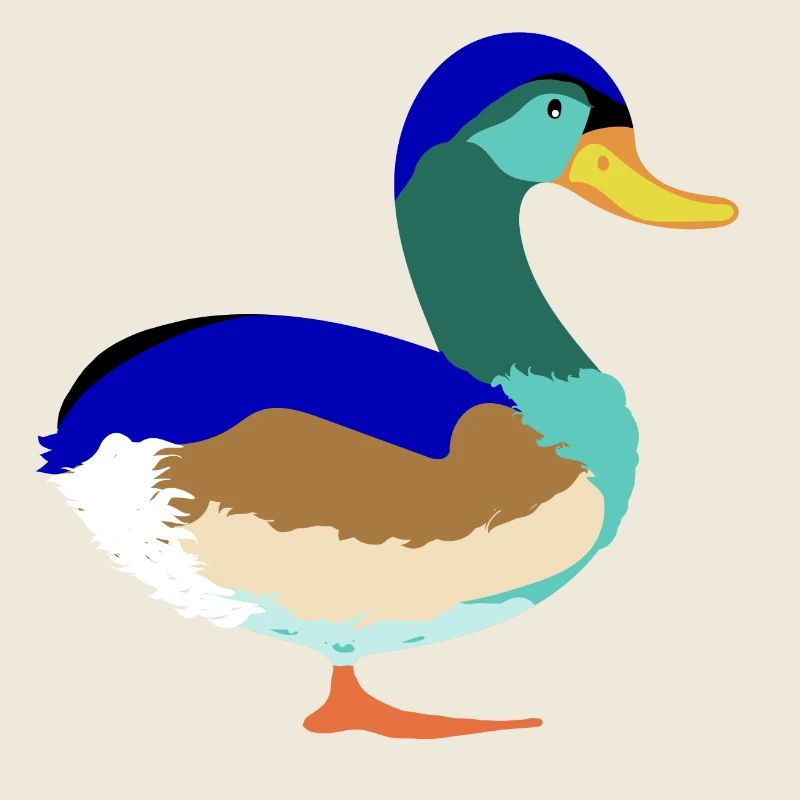 Pretty Colorful Mallard