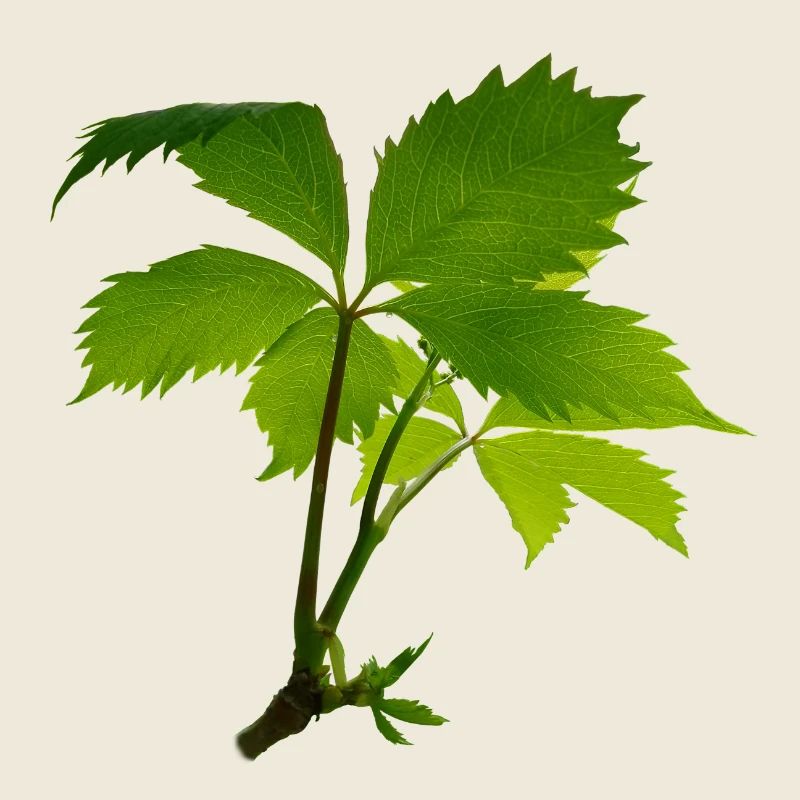 Jeune feuillage – branche verte de feuilles