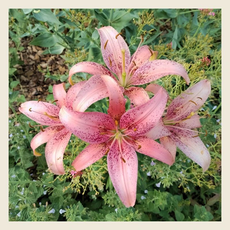 Rosa Lilienblüten