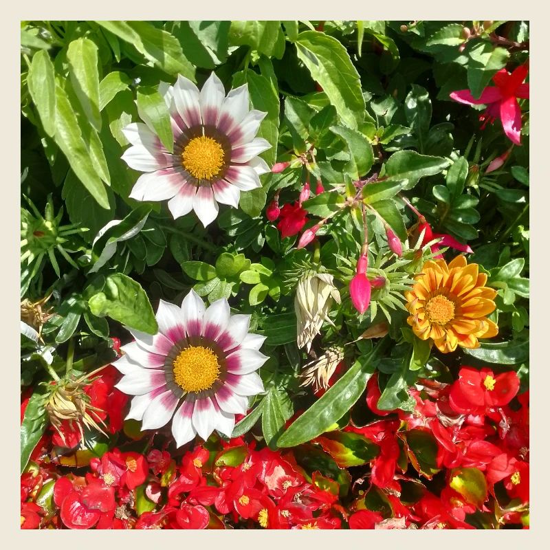 Plante de glace – soleil kiss on joie de vivre
