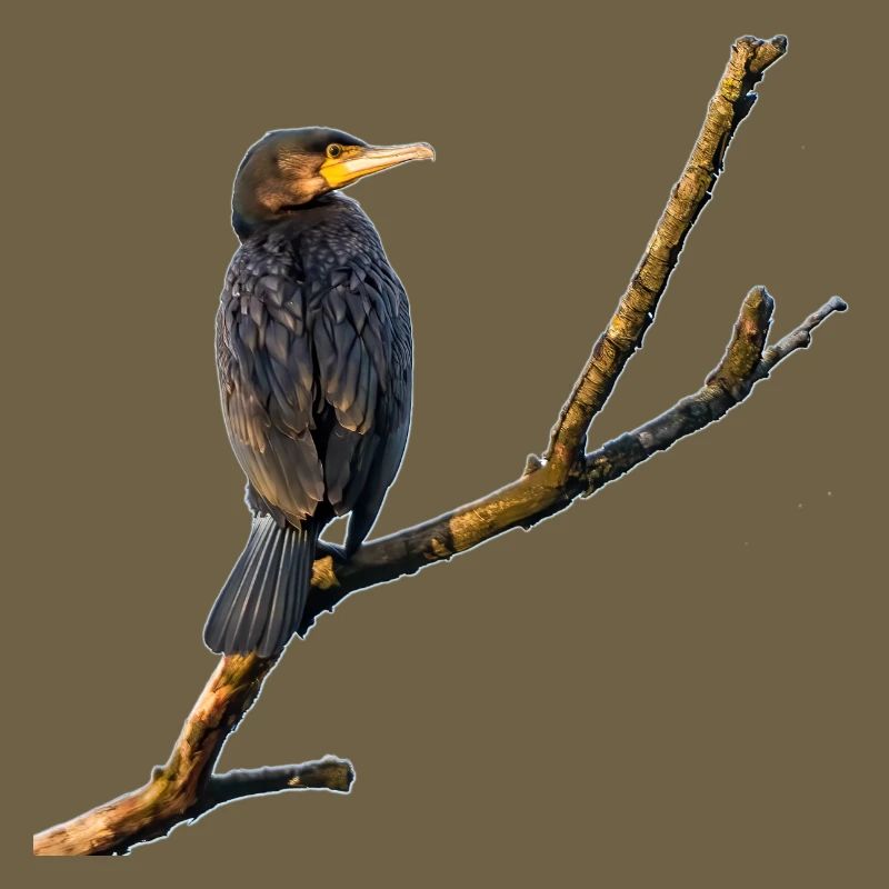 Kormoran