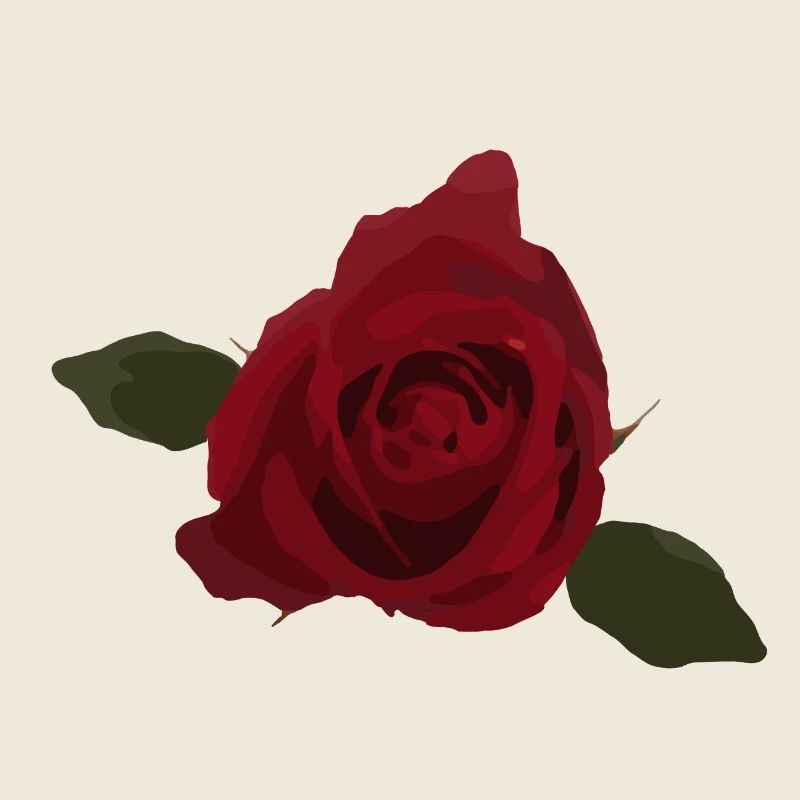 Rote Rose, Blume, Draufsicht